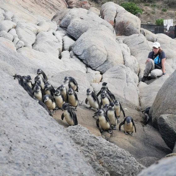 The Future of African Penguins: Insights from Christina Hagen
