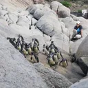 The Future of African Penguins: Insights from Christina Hagen