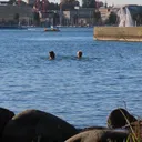 Swimming in Zurich, with Stanley Ulijaszek